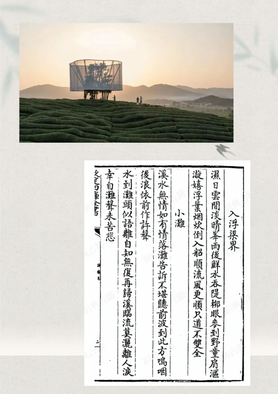 🌟NCU茶义·江西茶为何适合年轻人？