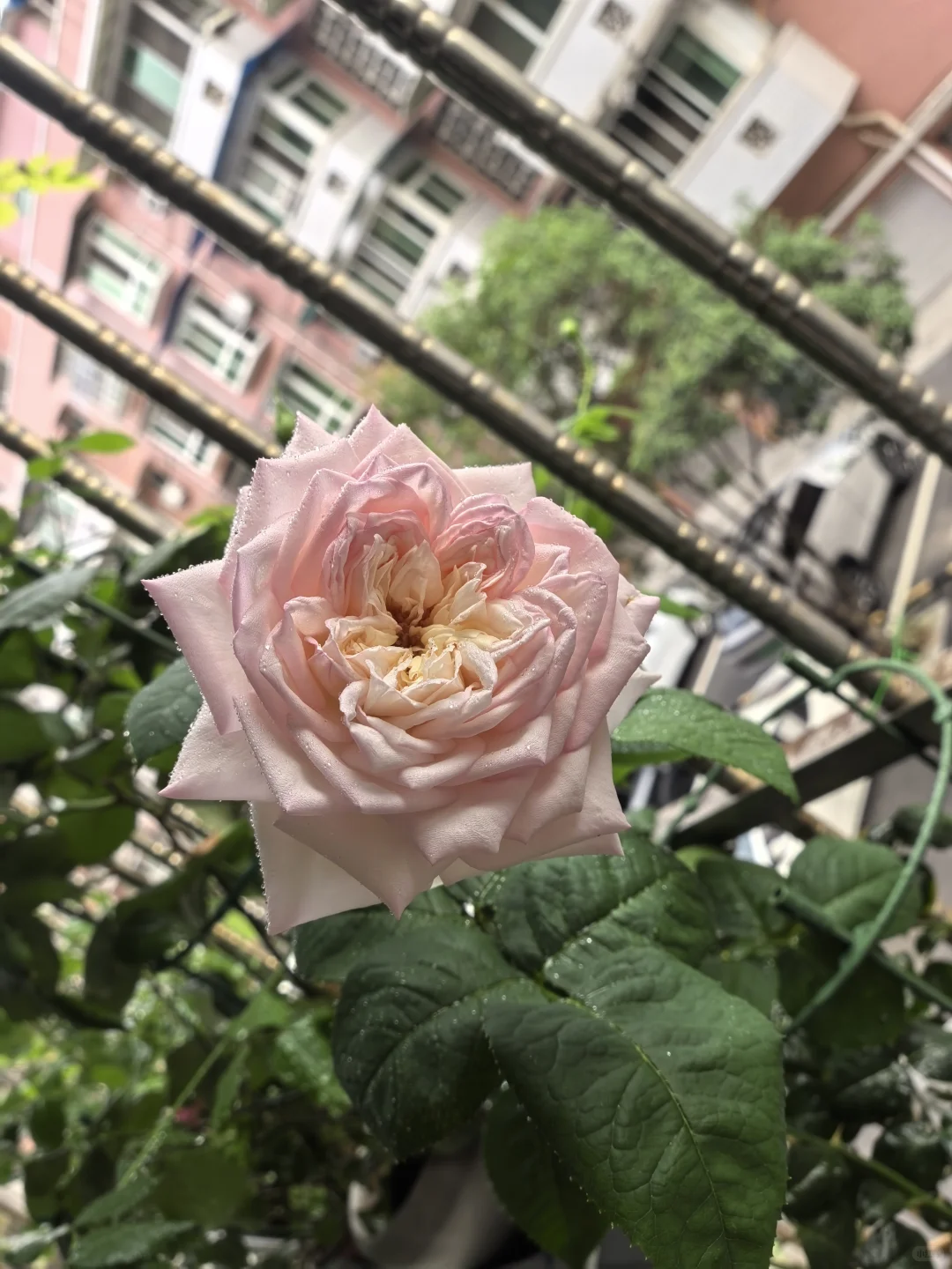 花期长一朵花以不同姿态可以美足7天以上
