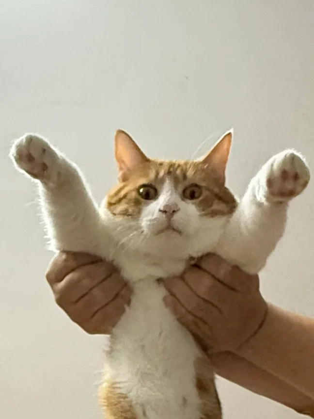喜欢看美足的来