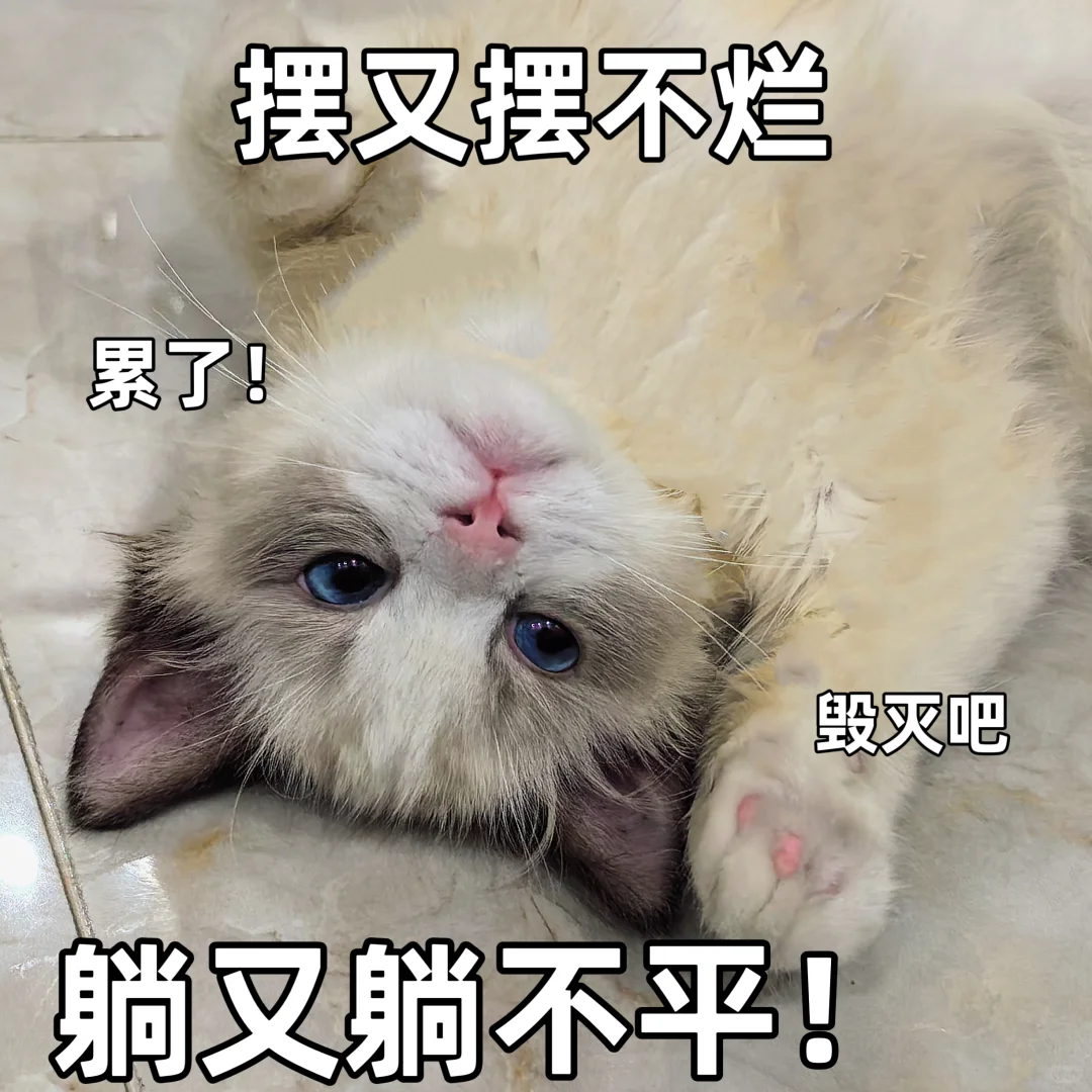 美女养成日记