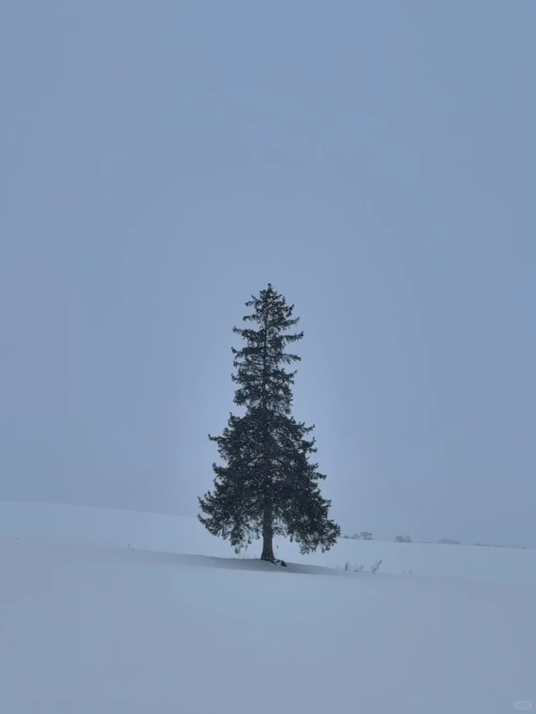 孤独的圣诞树🌲