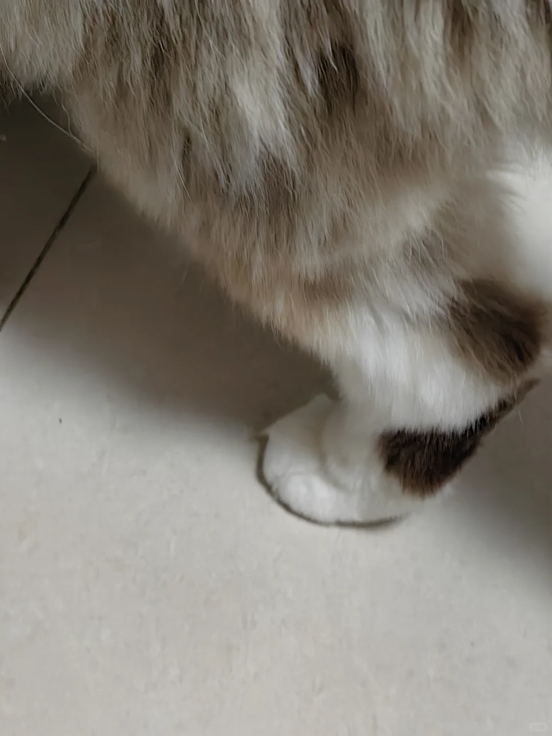 美足欣赏