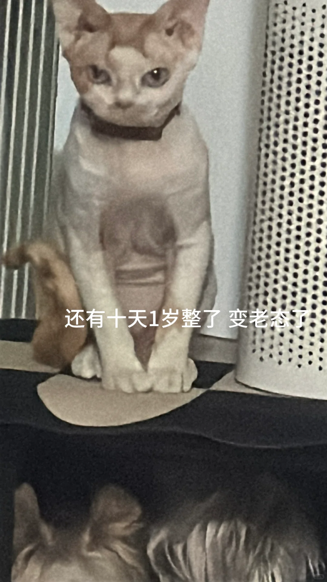 德文乜会发腮吗 嫩模变丑男 反差感