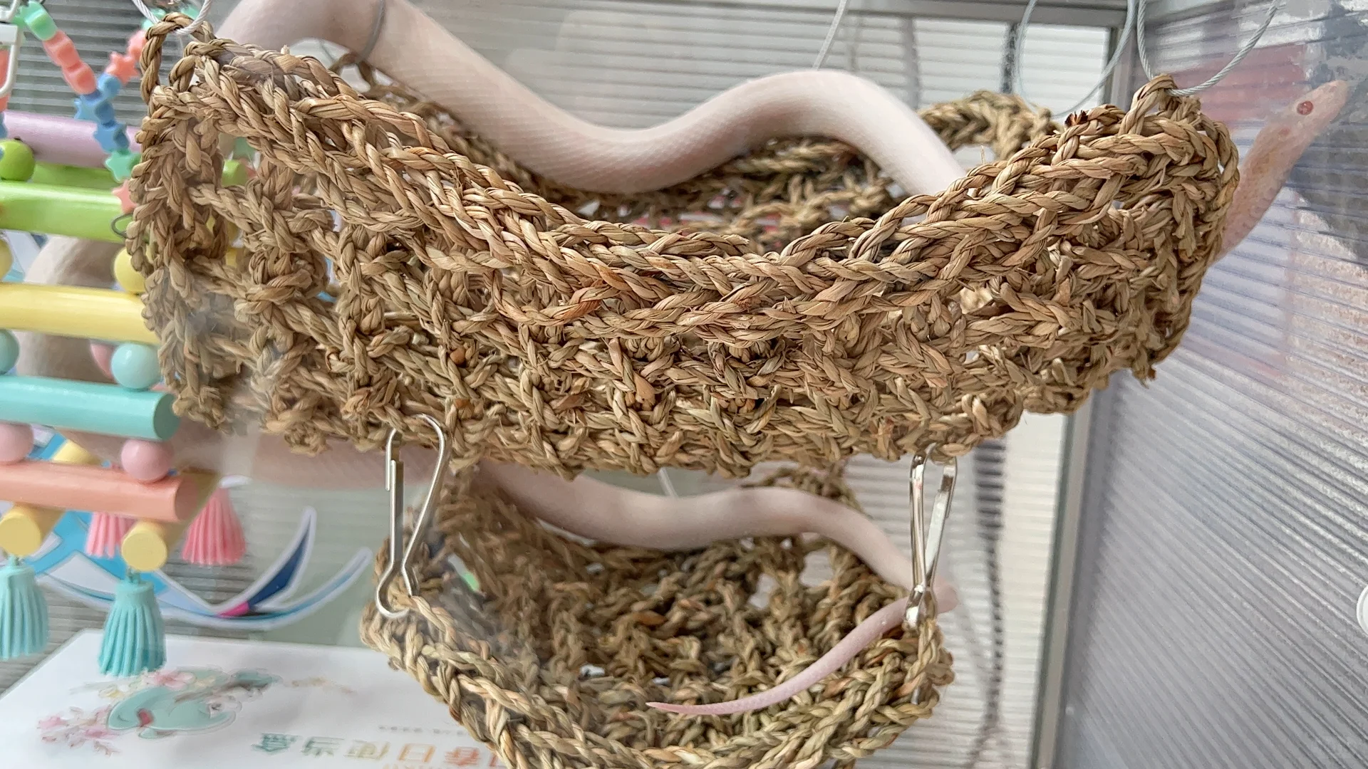 美女入浴全果扣1速看