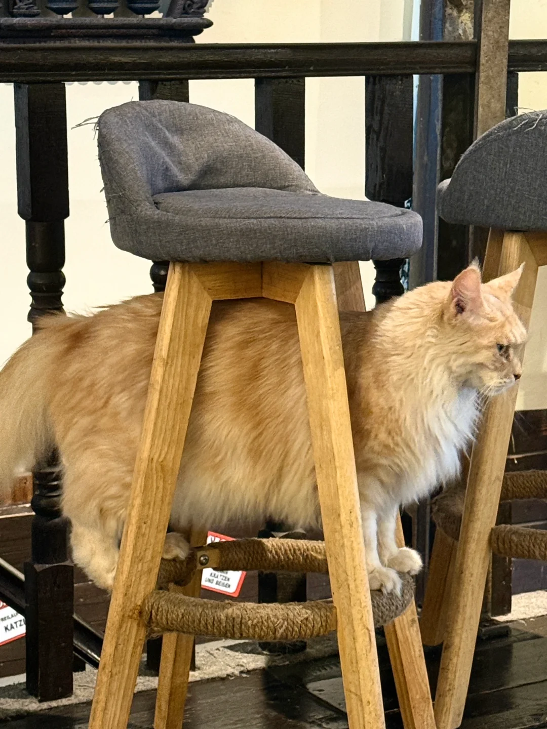 🐈 ᶻ 𝘇  🐾₊⁺