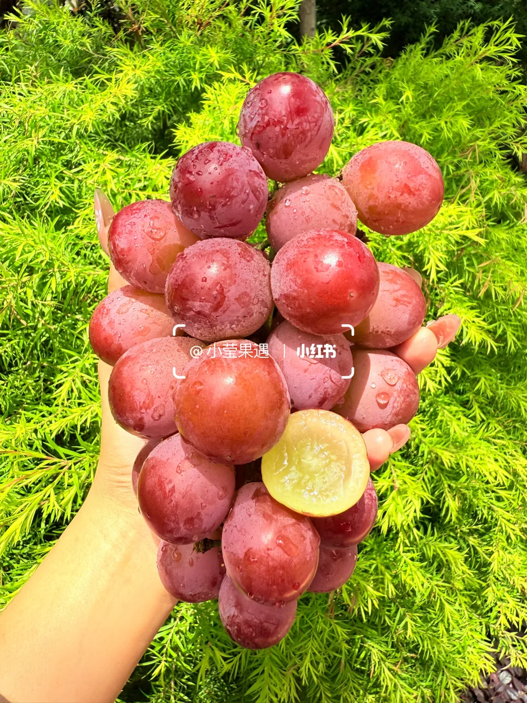 我们农村卖不掉 听说你们城里说吃不起