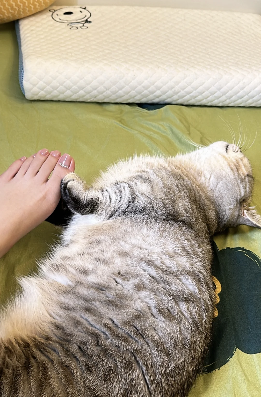 🐈做我的猫