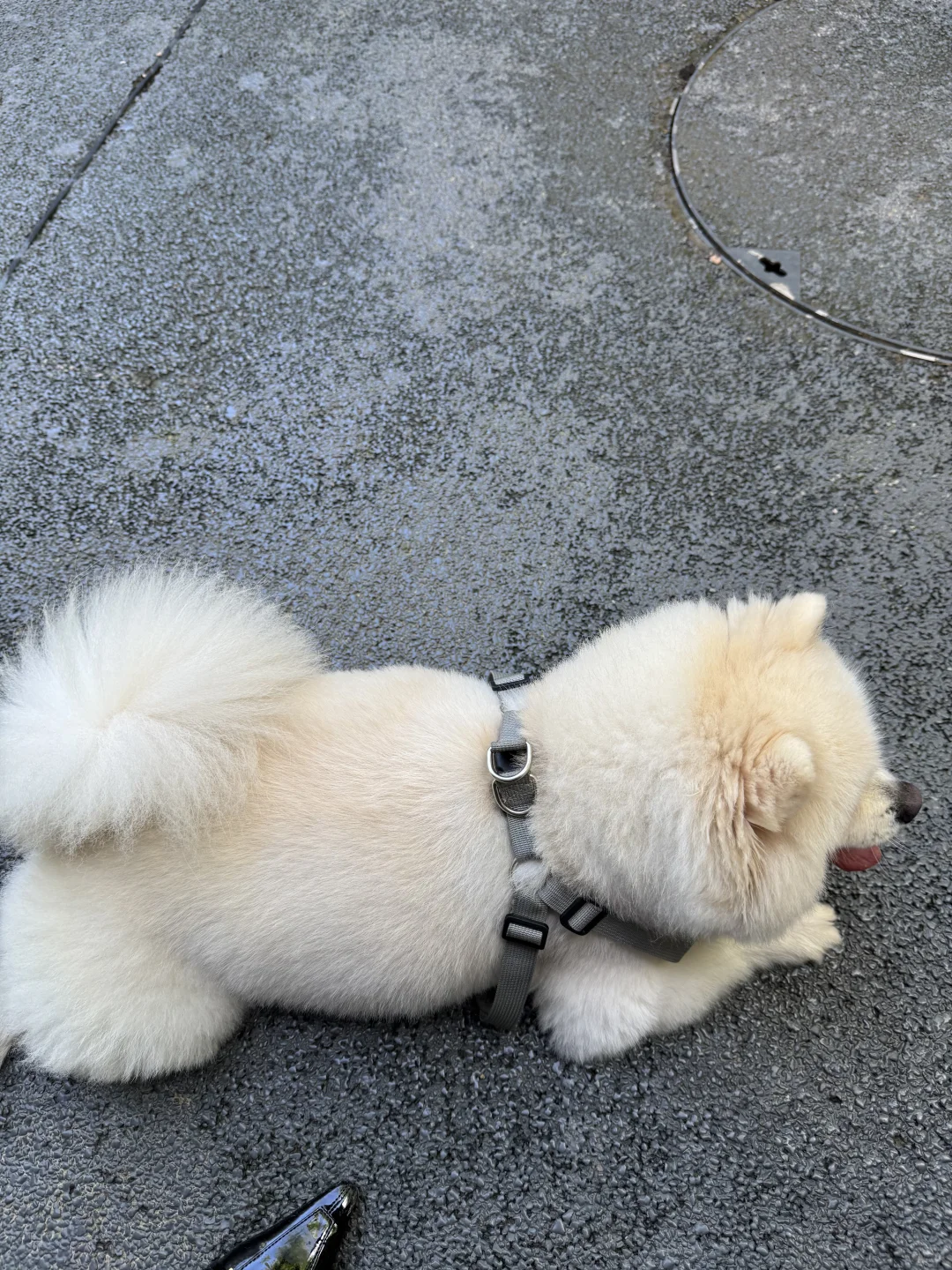 是御姐也是甜妹