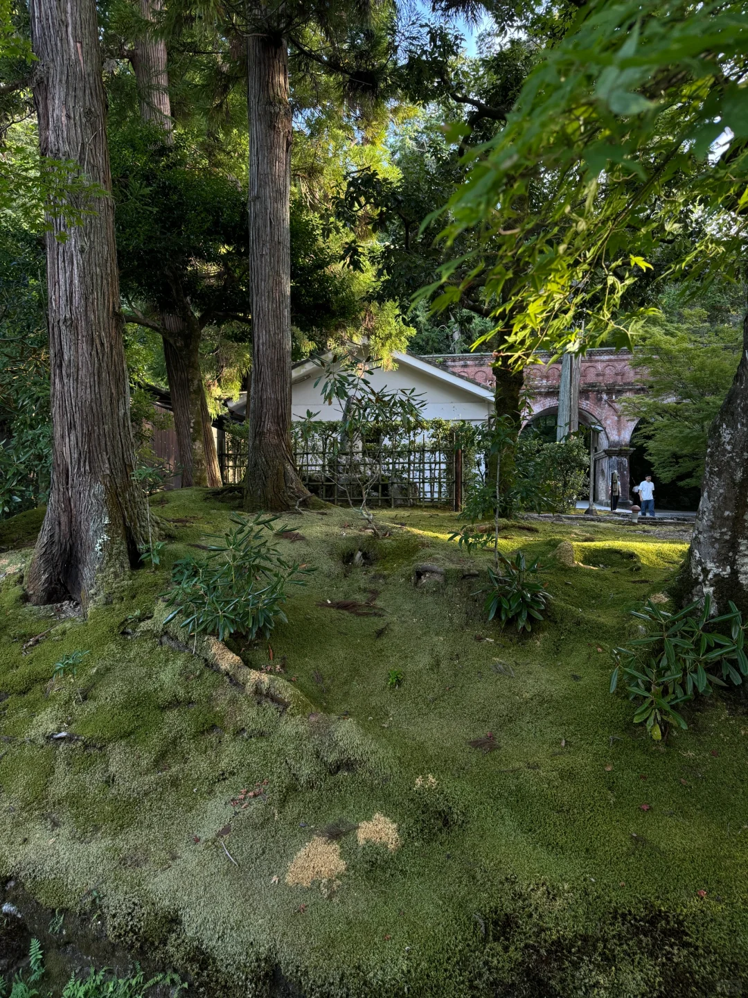 做了一件苔藓绿丝绒旗袍🍃