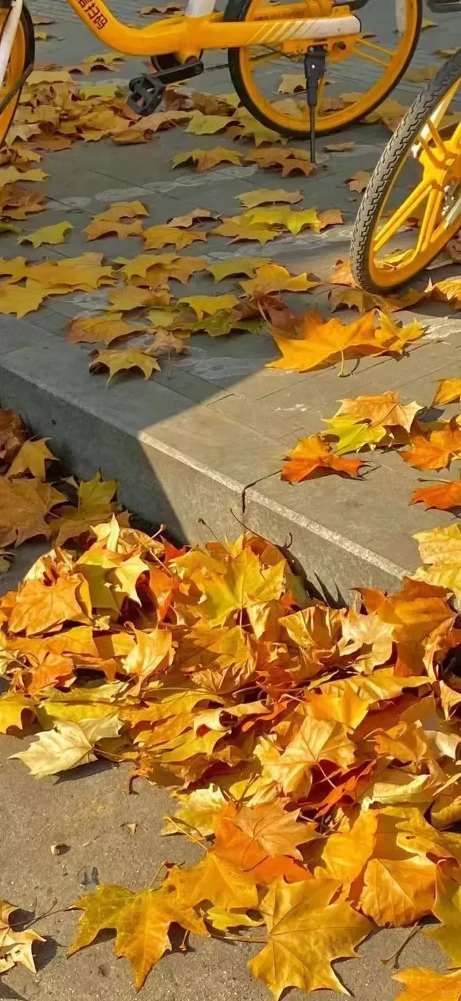 锁屏壁纸分享#76秋日暖阳治愈系壁纸