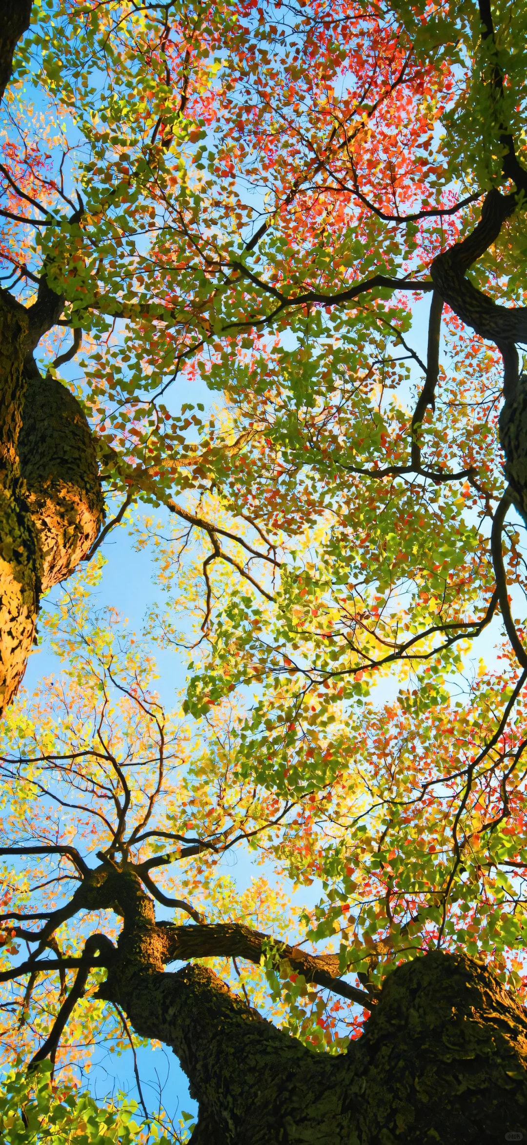 iOS·26壁纸更新 有没有美到?!