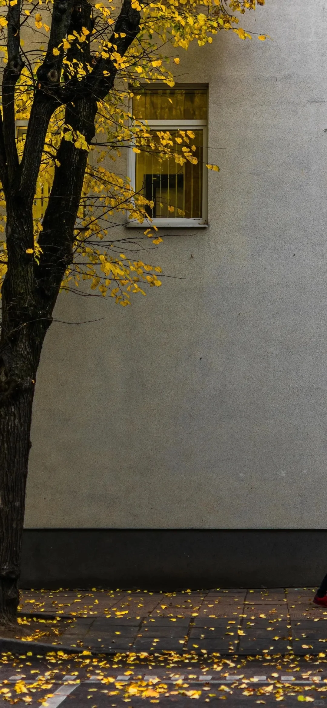 锁屏壁纸分享#76秋日暖阳治愈系壁纸