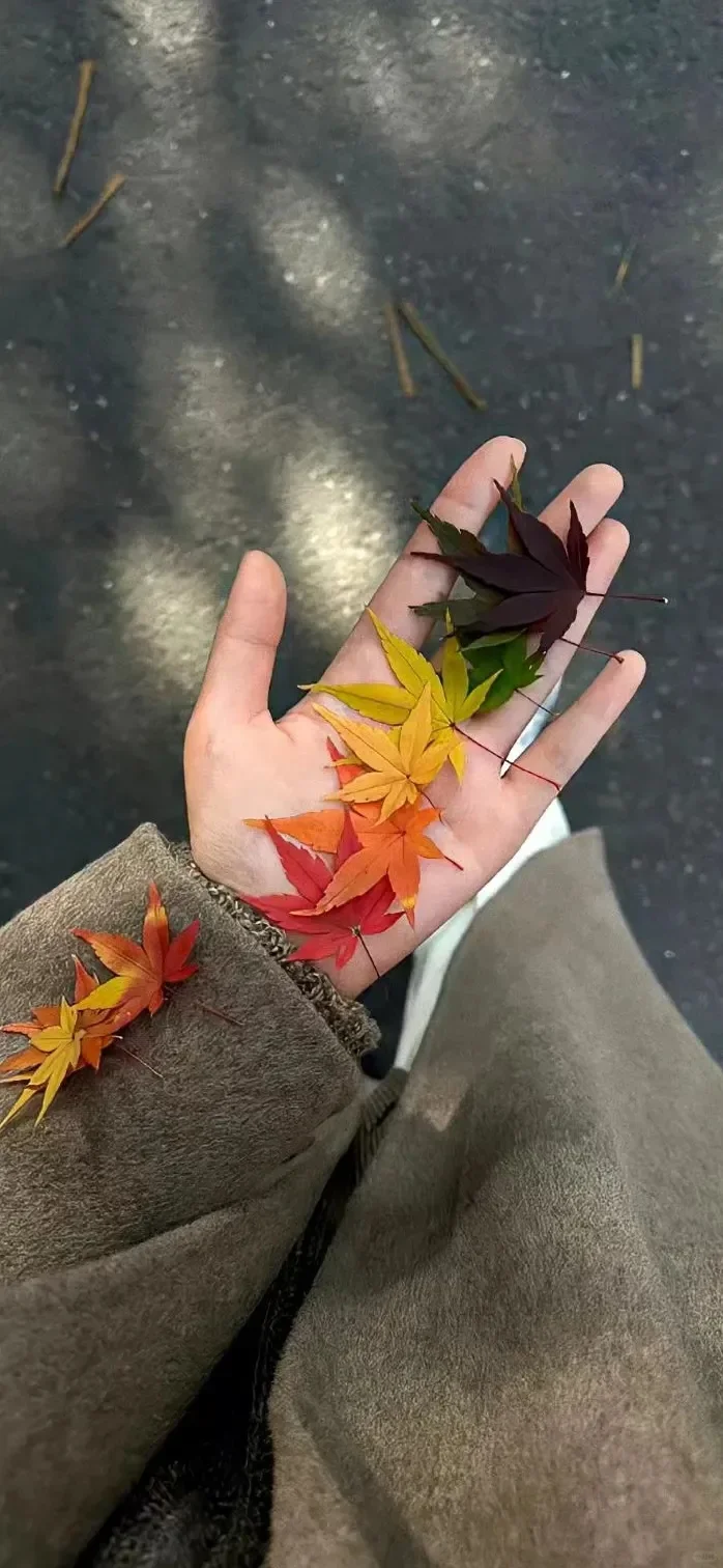 锁屏壁纸分享#76秋日暖阳治愈系壁纸