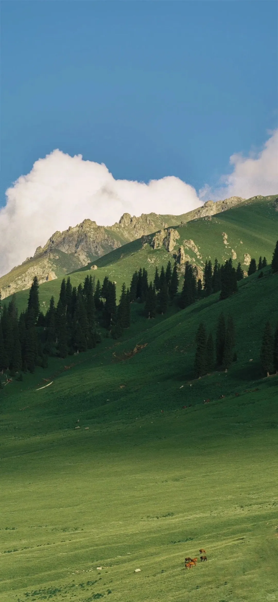 九张景深效果手机壁纸