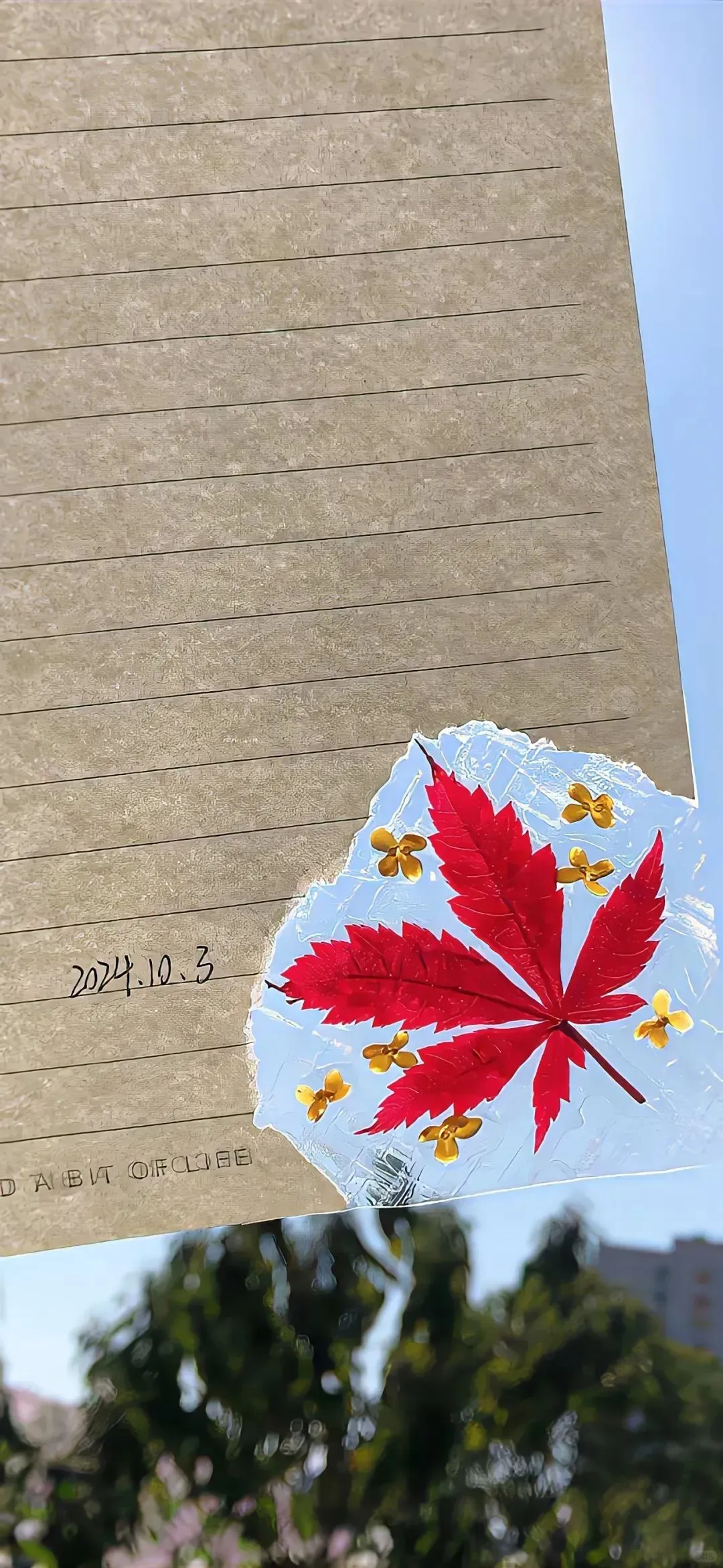 锁屏壁纸分享#76秋日暖阳治愈系壁纸