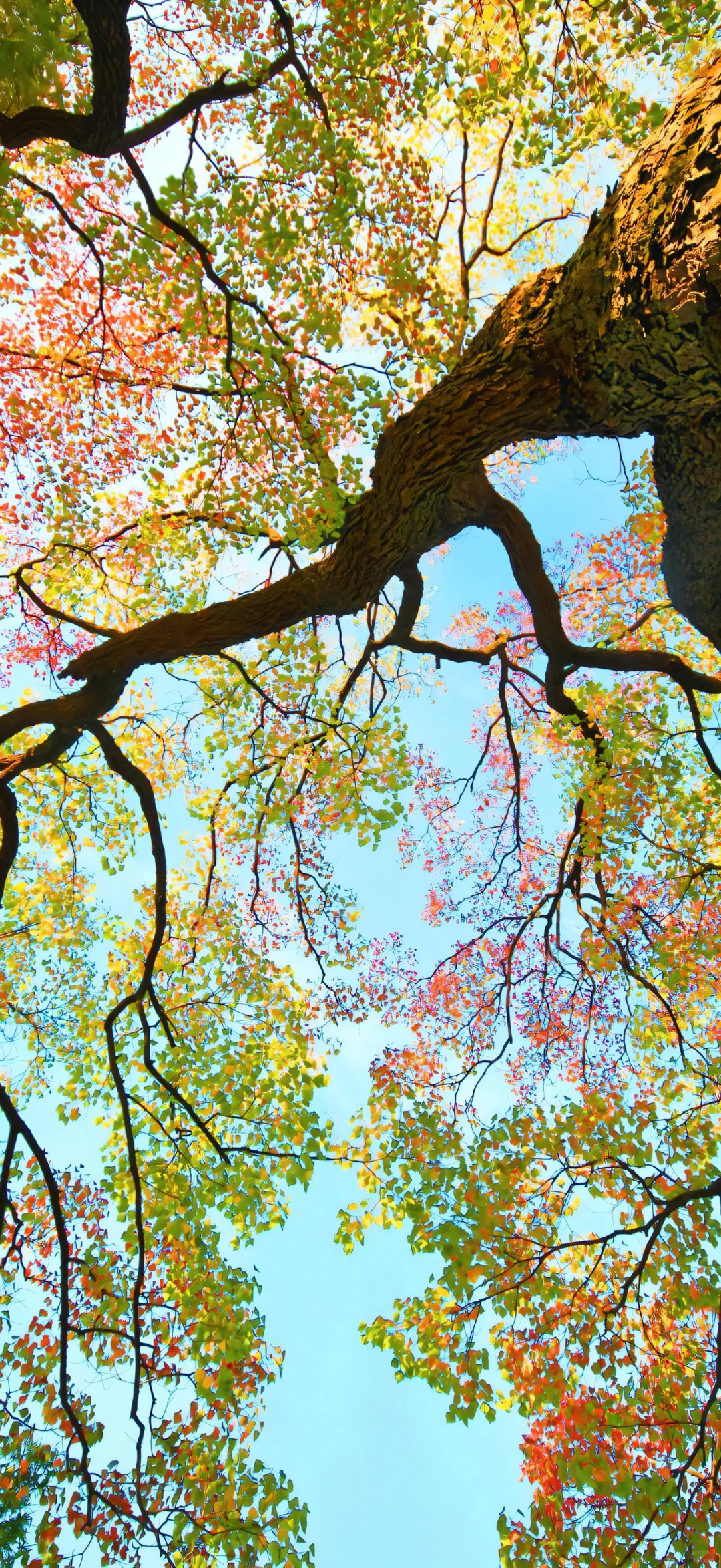 iOS·26壁纸更新 有没有美到?!