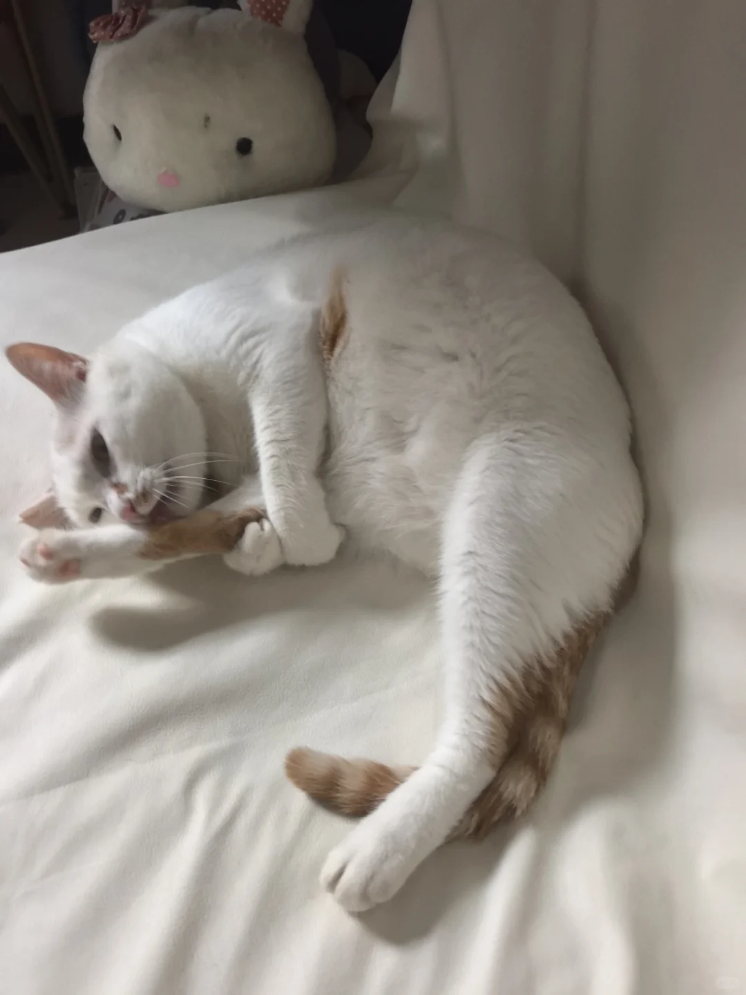 妖娆喵妻◑.◑日常劈叉