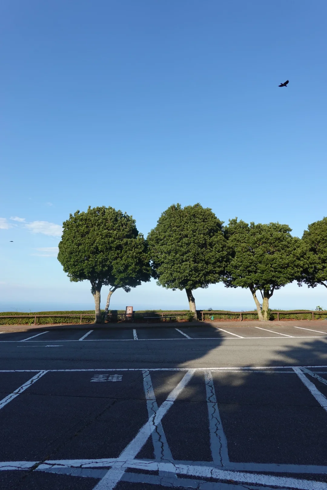 🌳Izu