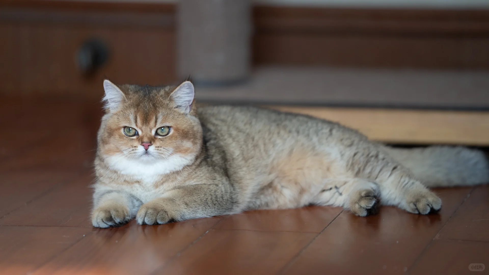 金故家猫咪🐱壁纸-电脑版