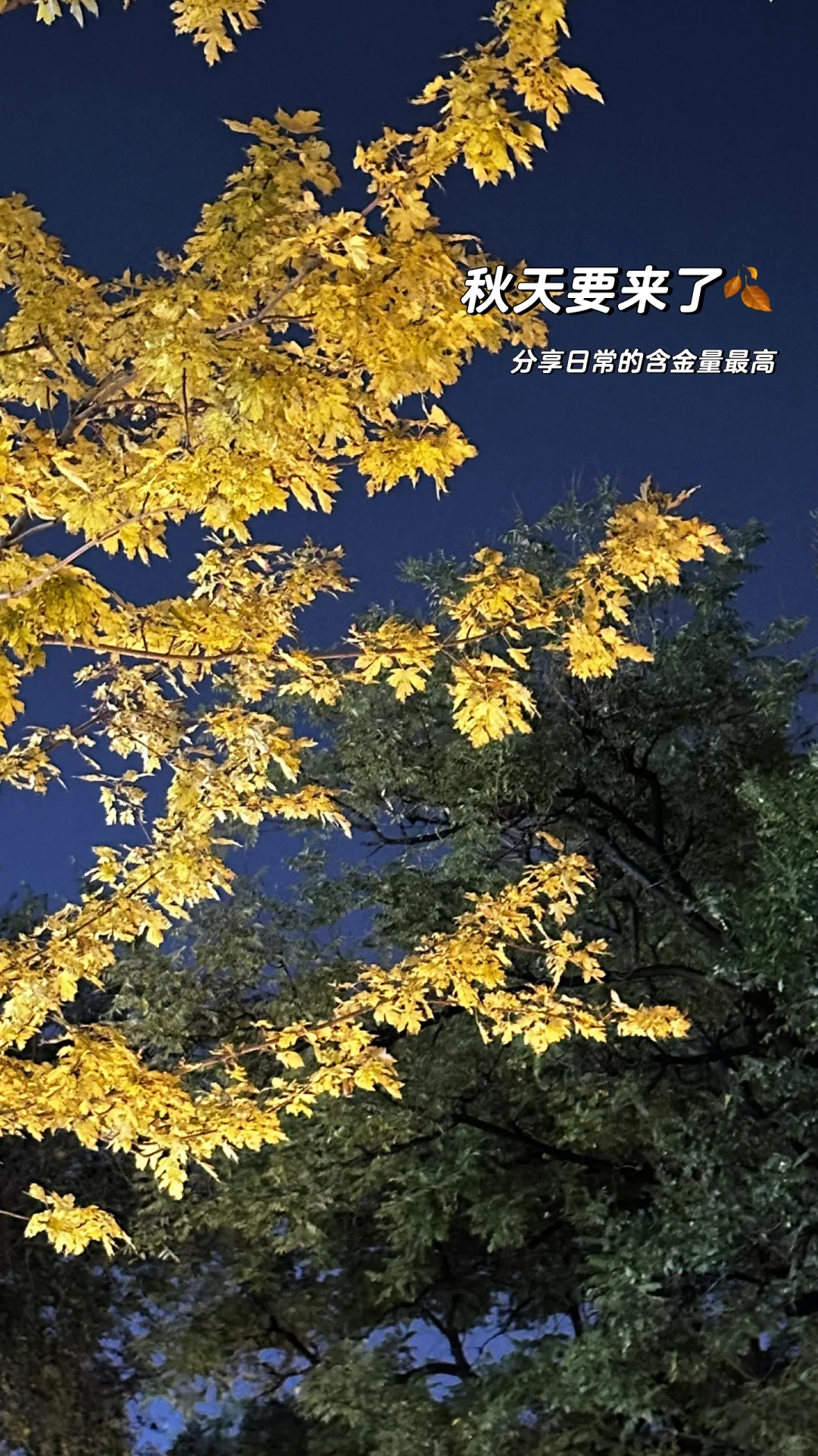 嗨👋 晚上好
