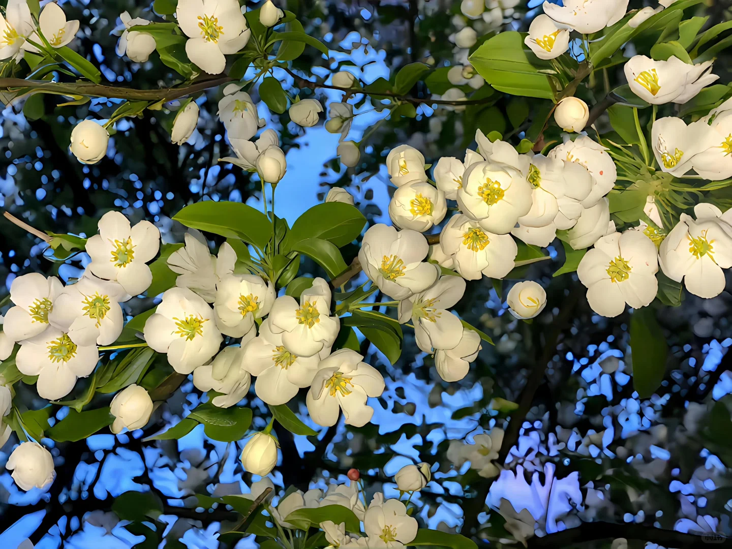 iPad平板景深壁纸