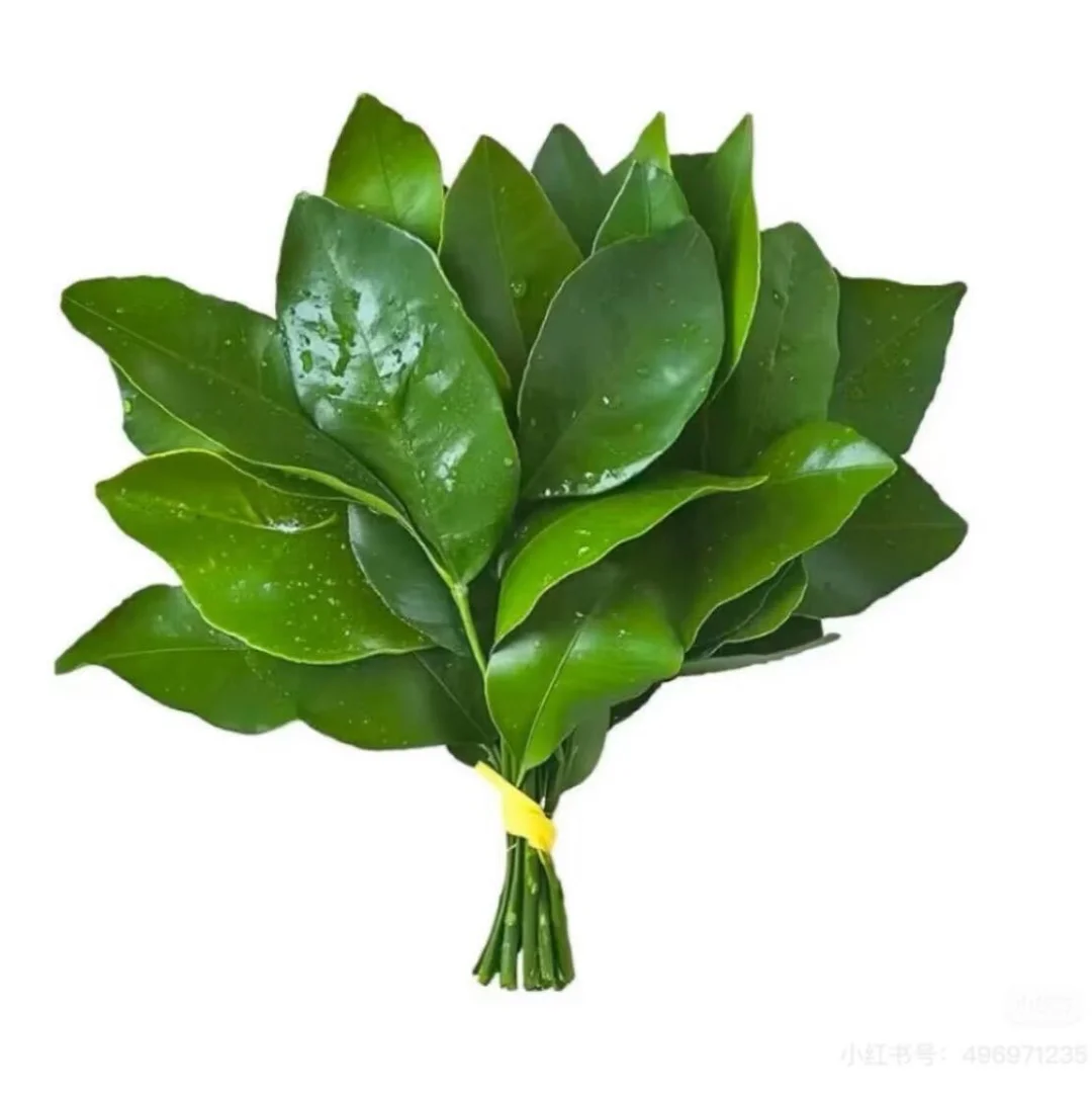 泉州模特