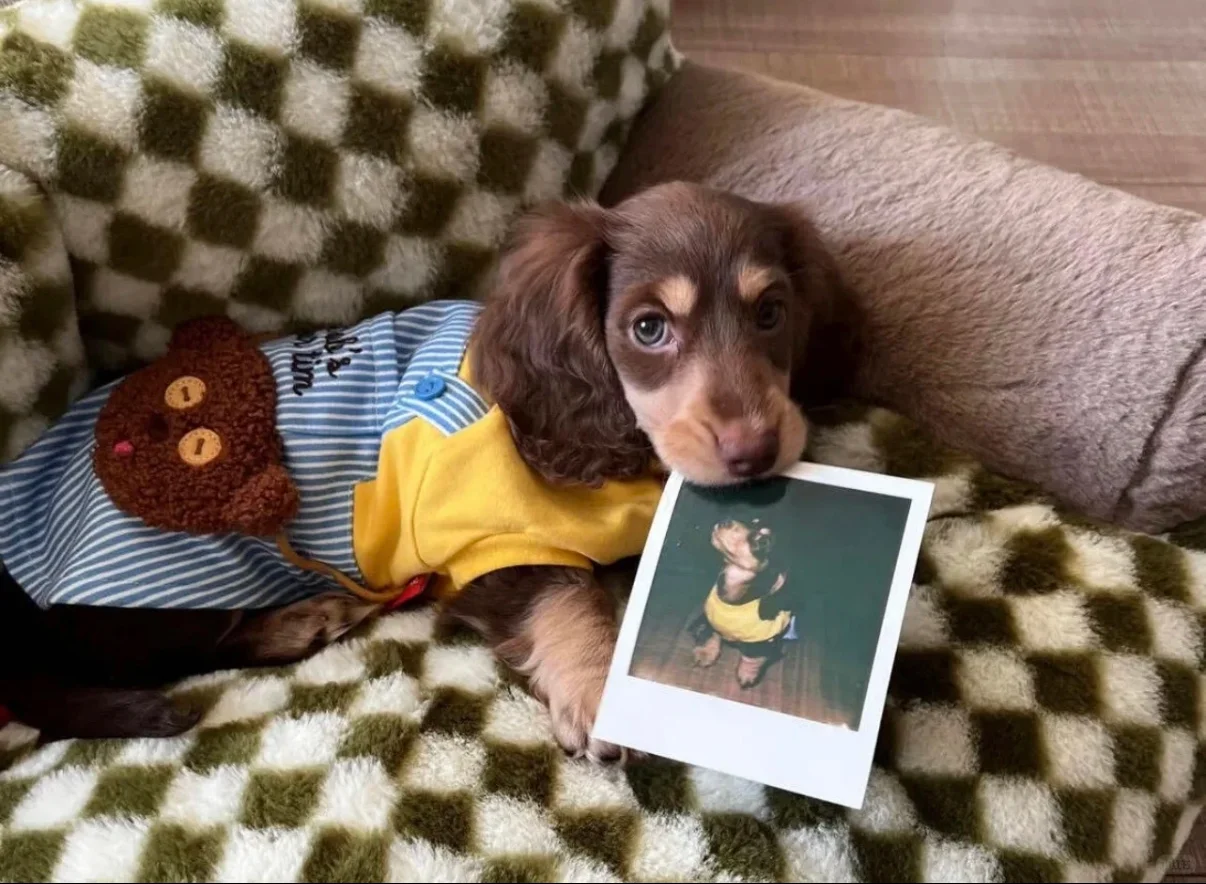 腊肠犬 iPad 壁纸