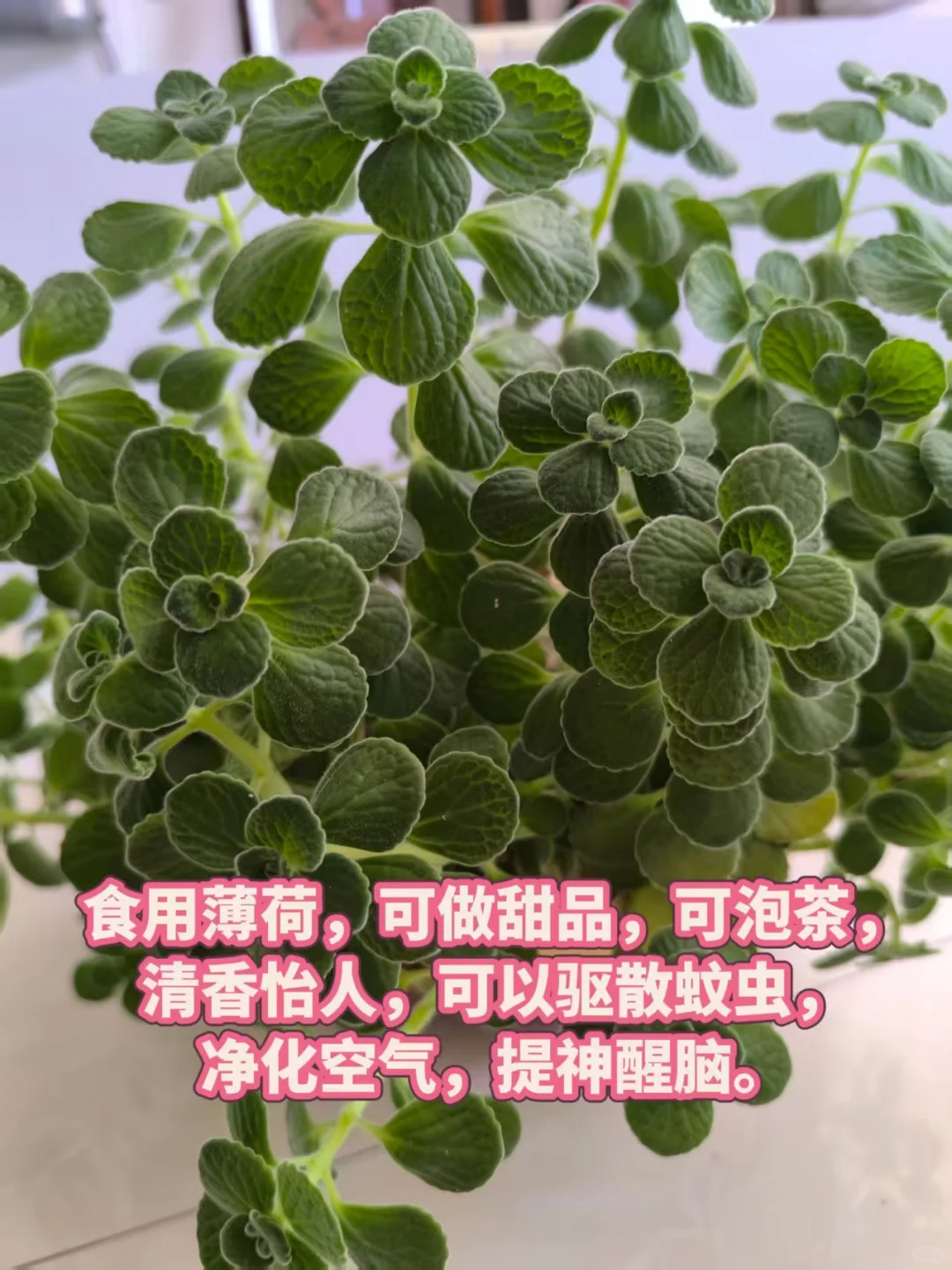 新家绿植装点如何不踩雷?