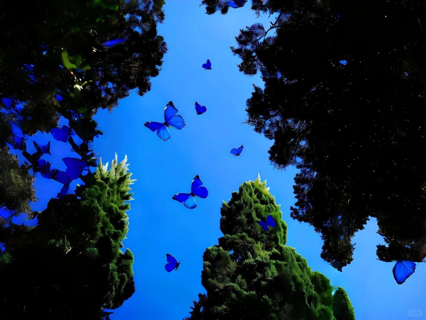 𝑺𝒉𝒂𝒓𝒆 | 蓝色系iPad 壁纸🔵
