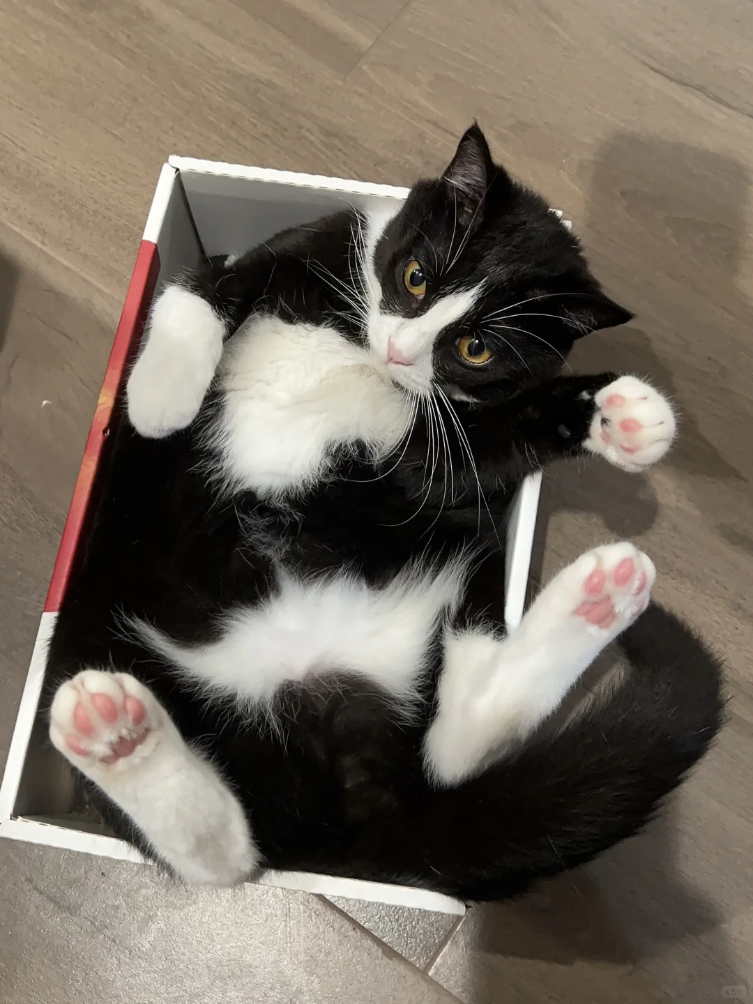今日要闻，要闻，要要闻🐾