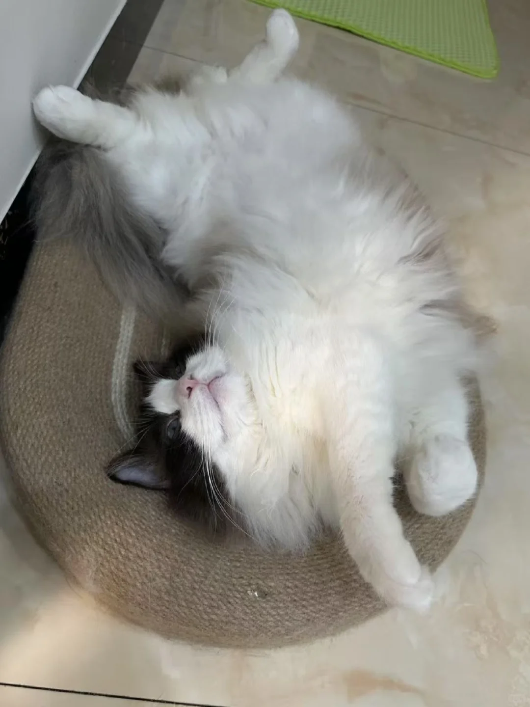 我是一只妖娆的小猫咪🐱