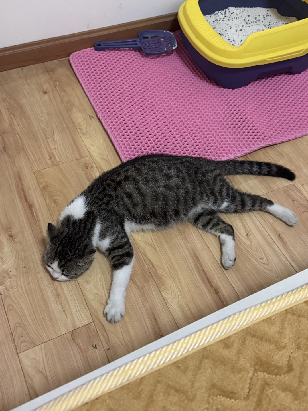 偶遇一只大眼猫猫