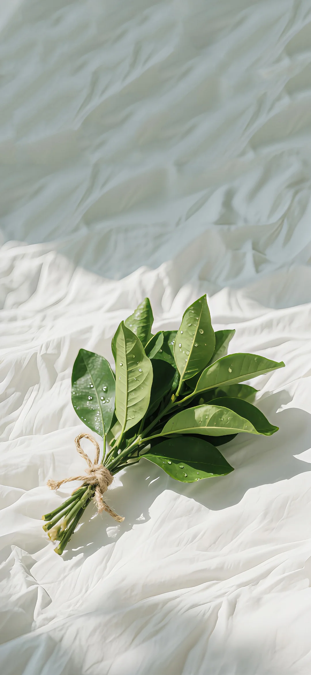 礼貌拿图，祝好运🍀