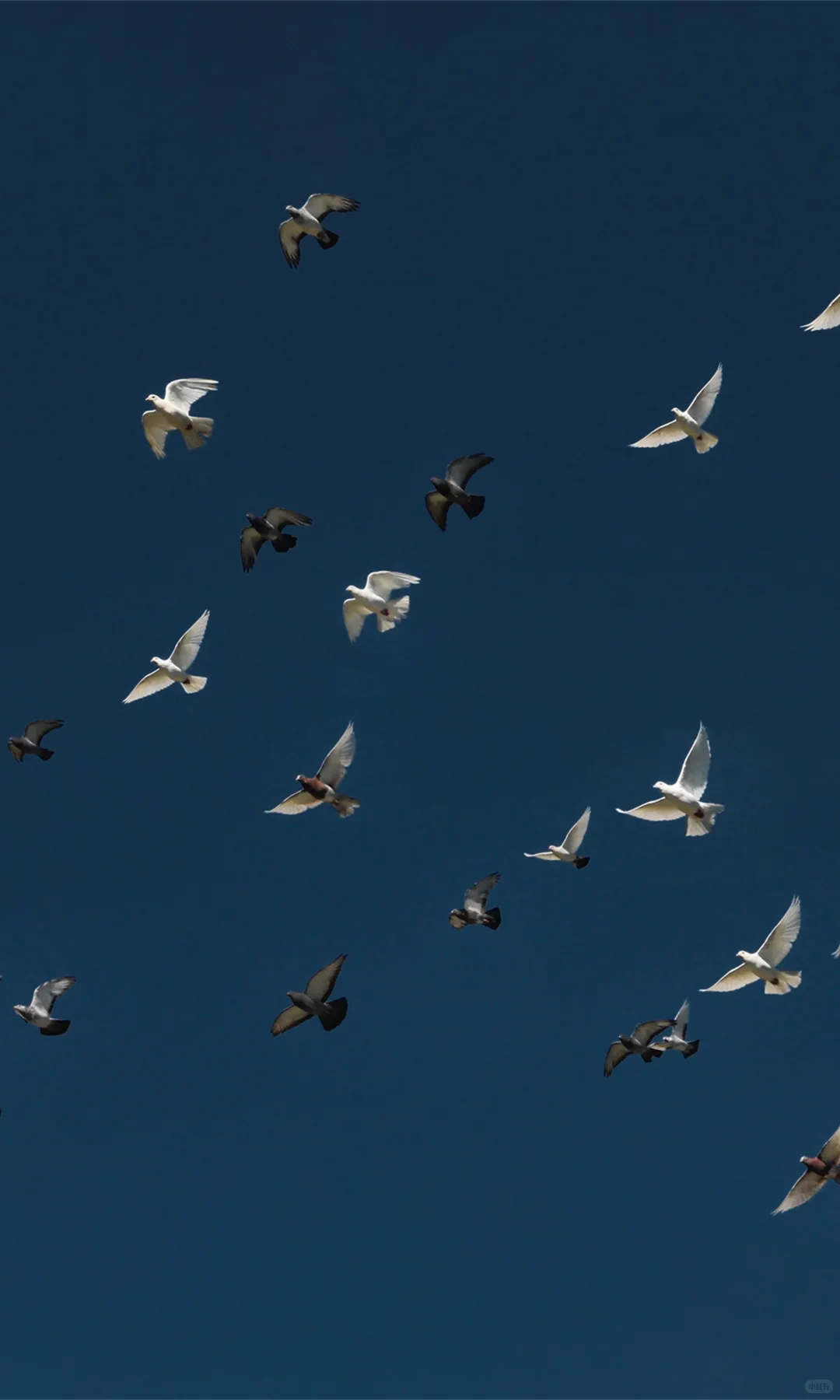 20w+审美超好的人看过的满屏壁纸来啦🕊️