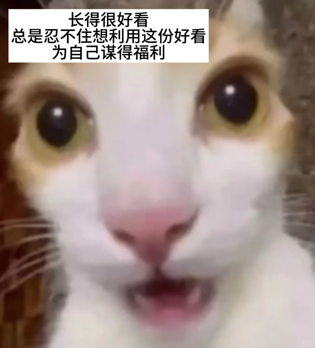 天菜级别美女不走雌竞不走捷径会很可惜吗