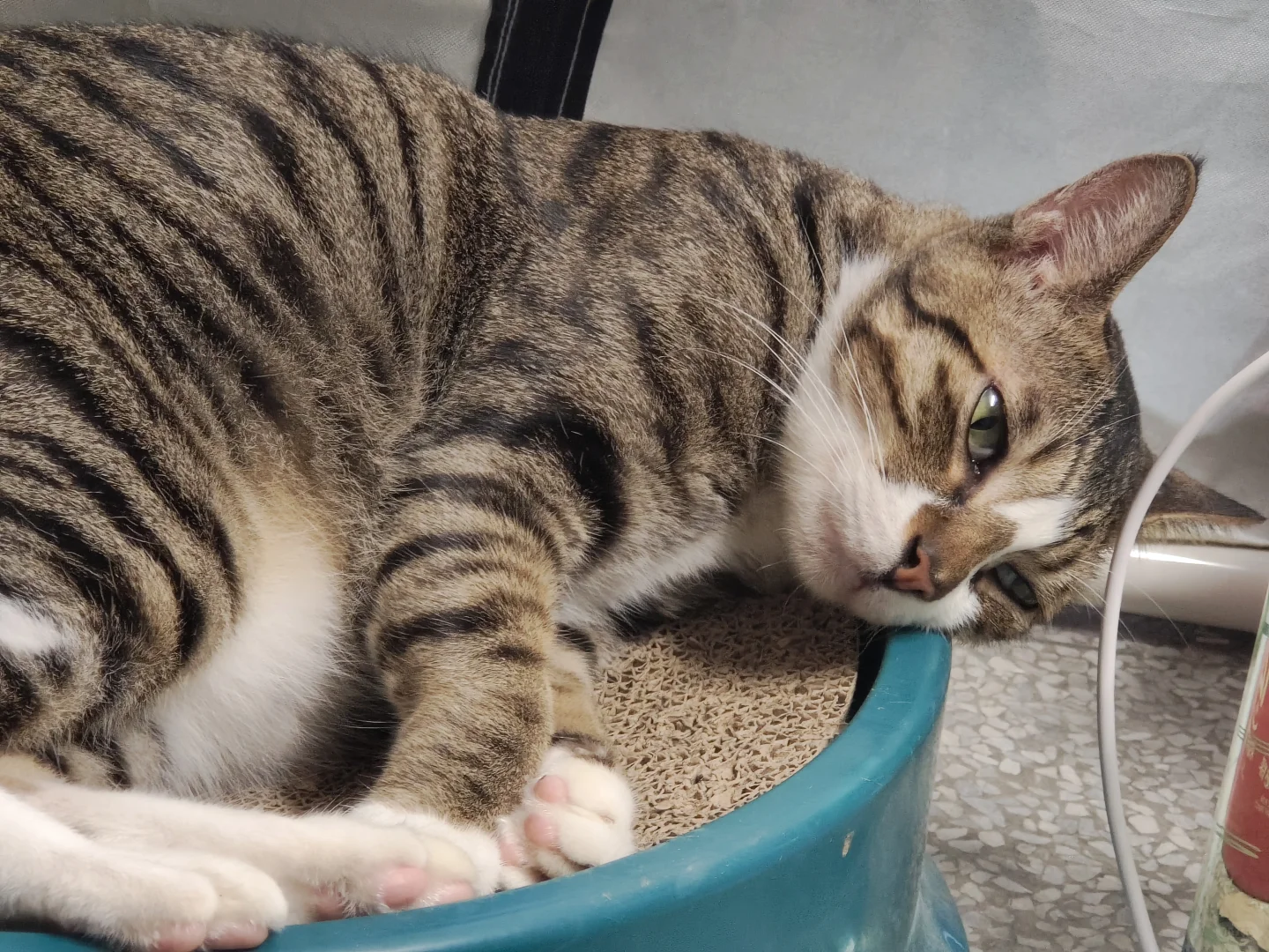 破纪录一个月运动一万卡