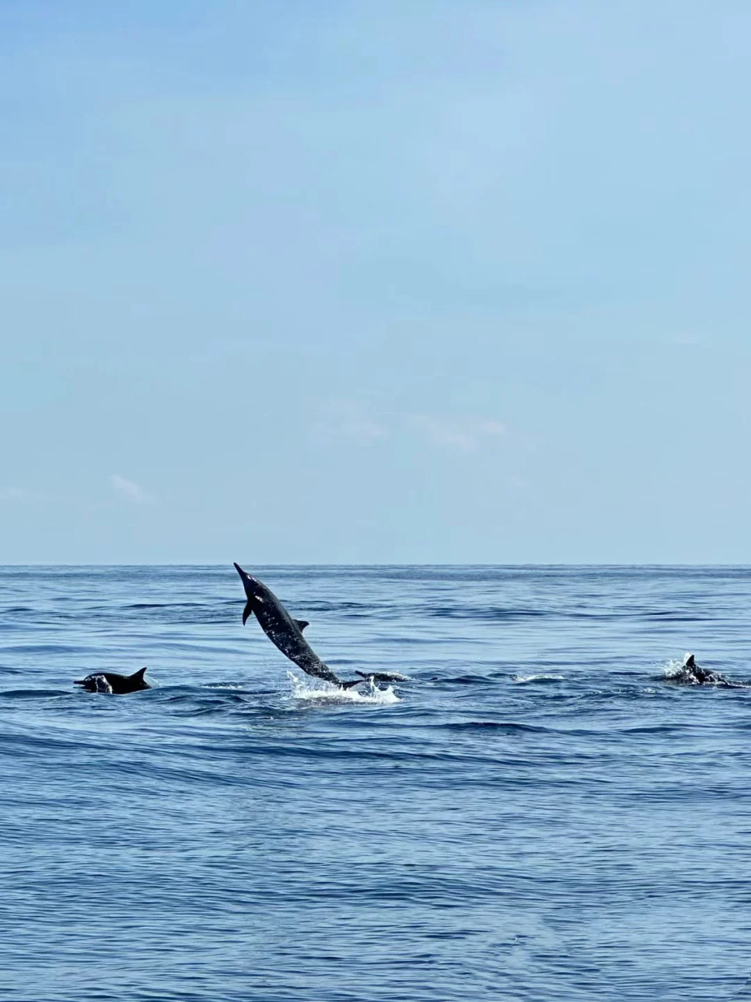 来追海豚了🐬🐬