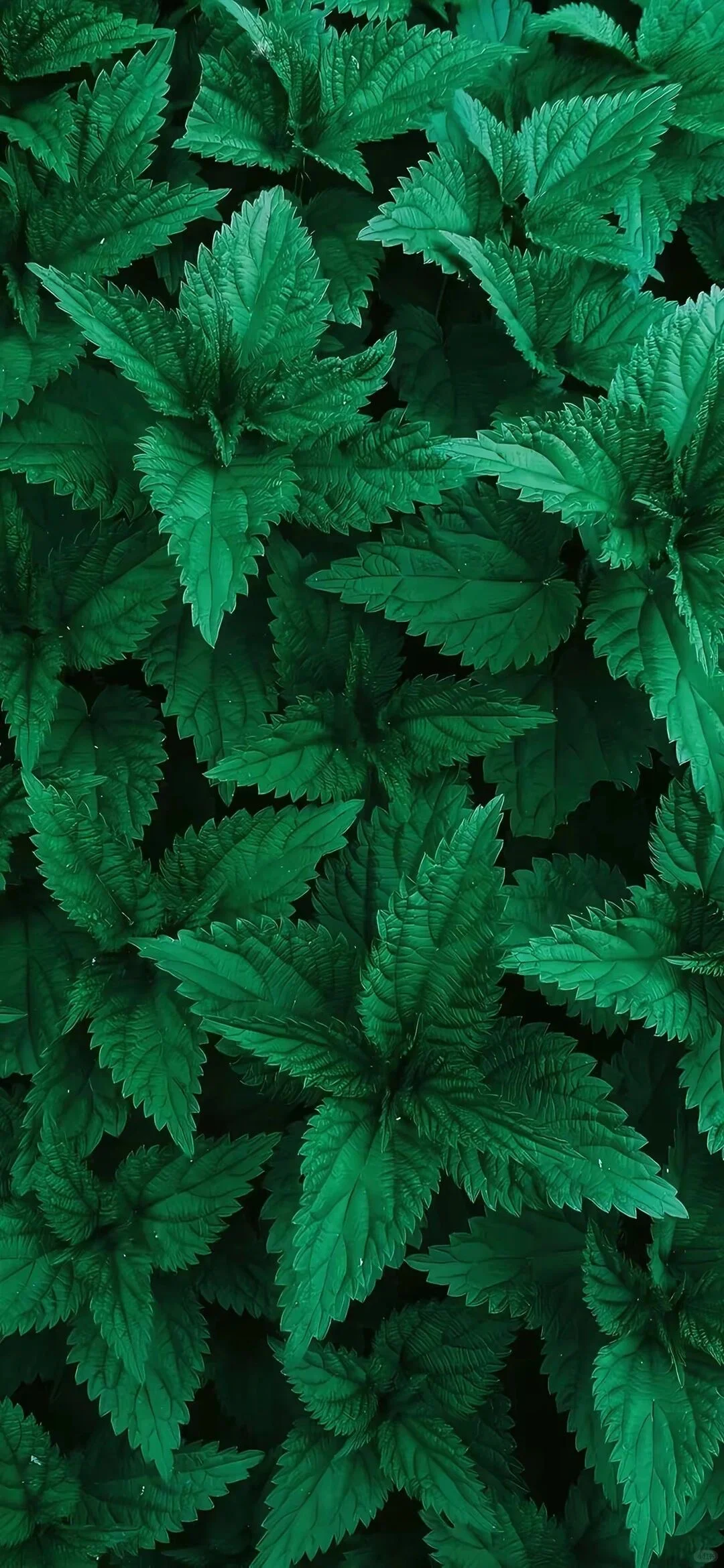 无水印/ISO 26 超清3D动态效果 花系壁纸