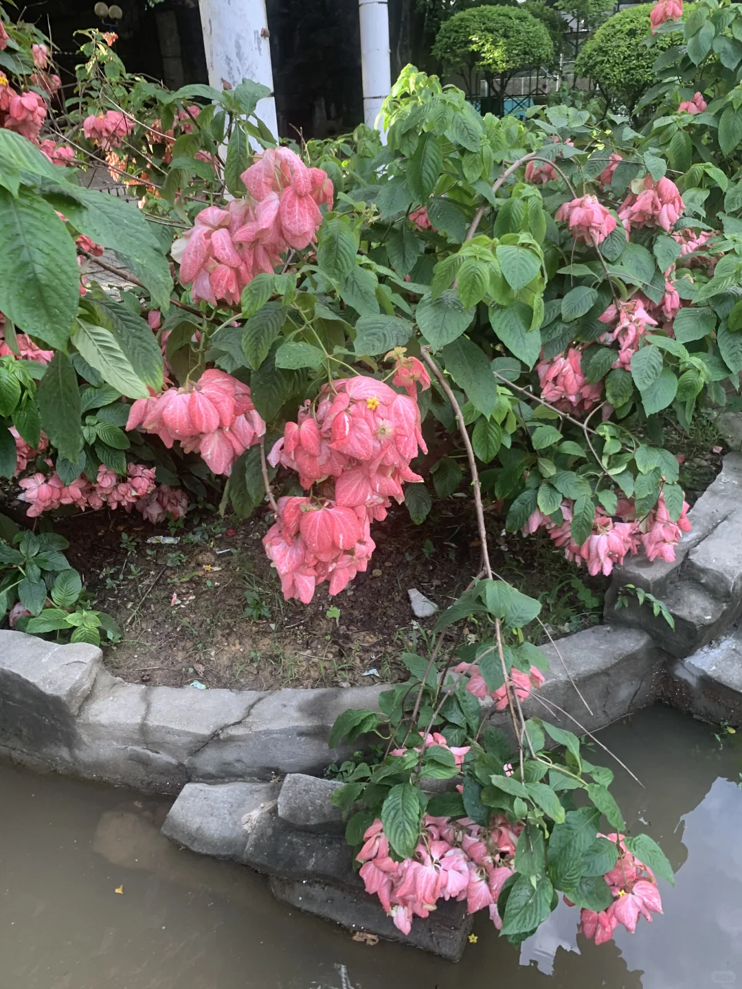 好喜欢这种白开水妆～