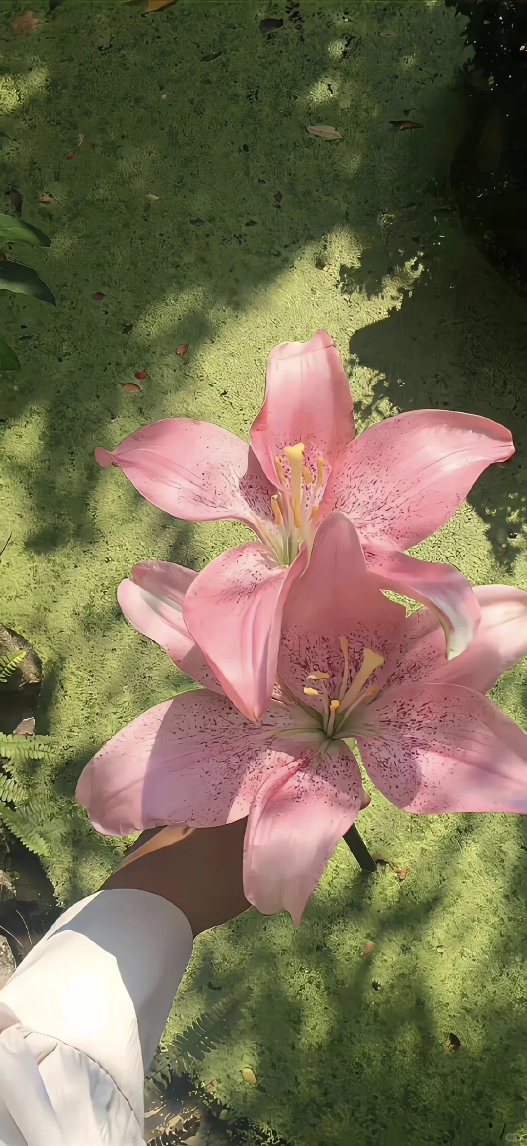 一键收藏｜苹果ios景深3D高清壁纸