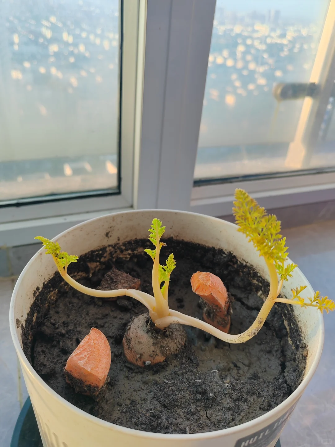 残缺的胡萝卜也有唯美的一面