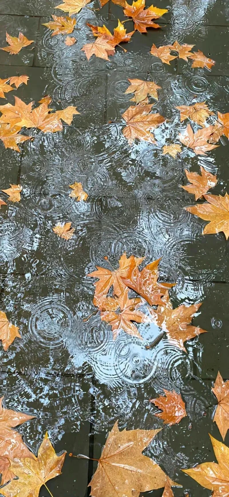 秋天的影像诗🍂 | 落叶壁纸分享