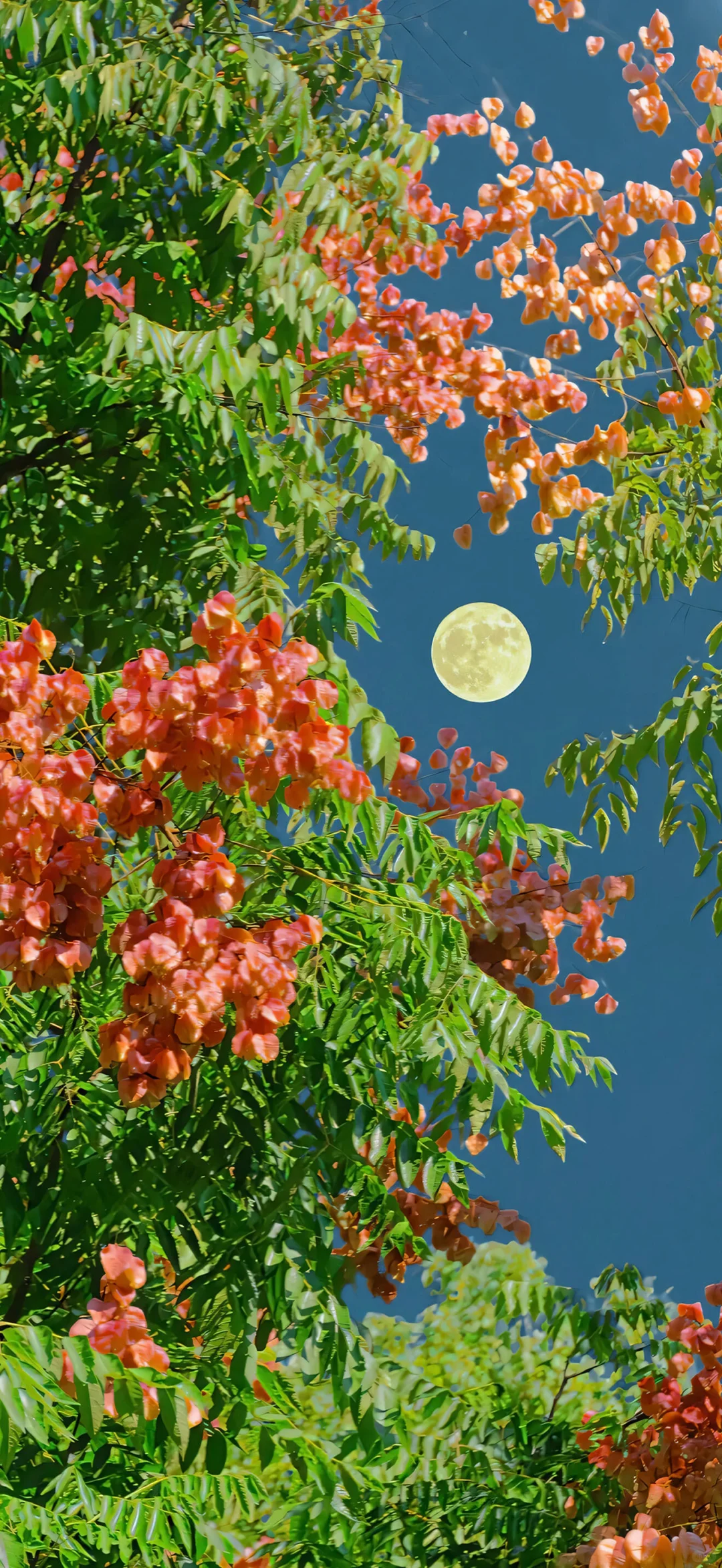 iOS26 空间壁纸5️⃣