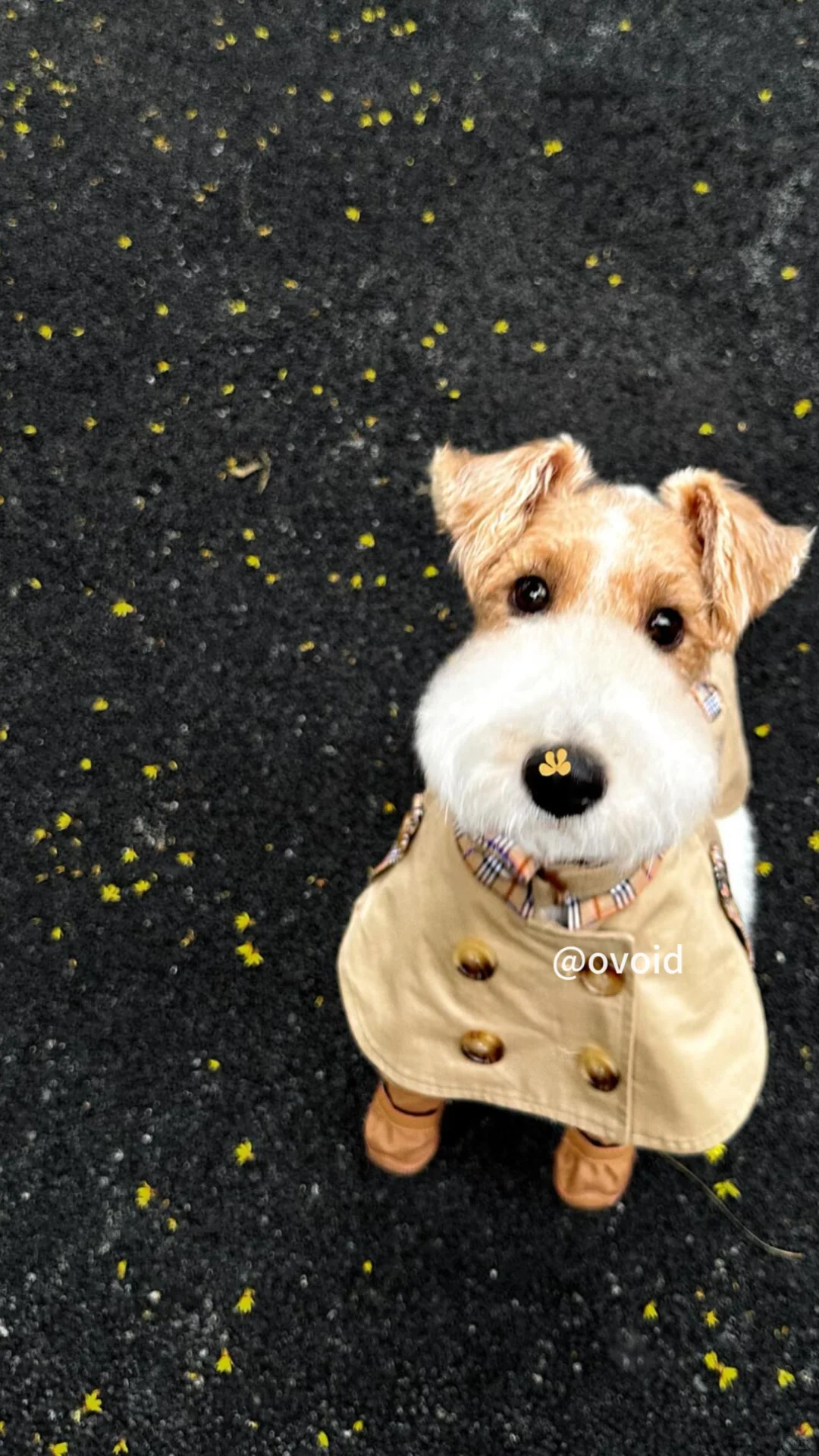 芥么可爱的耶耶～