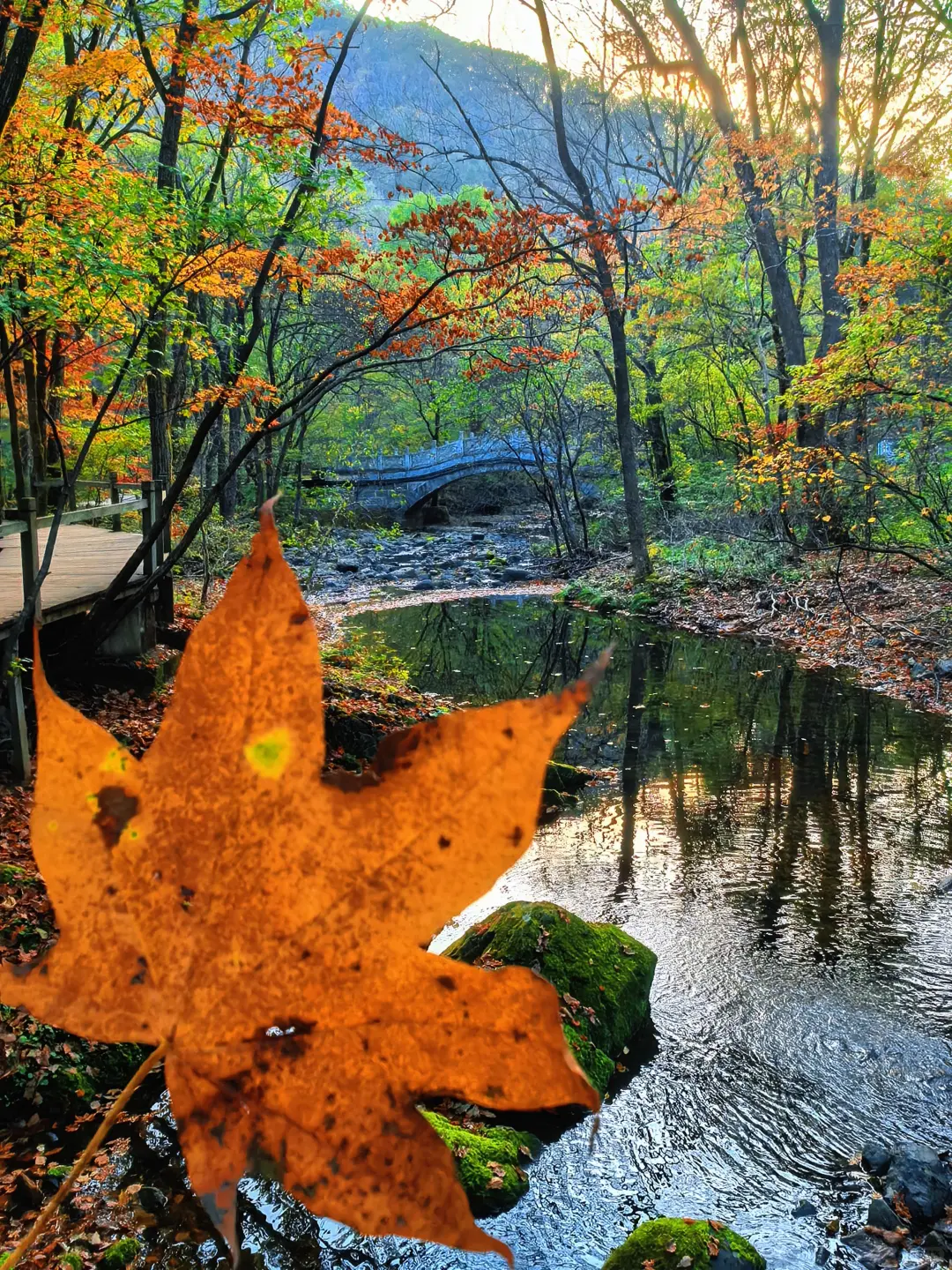 请你参与我的秋天🍁