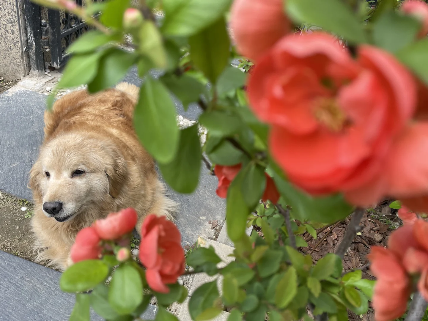 狗与花的合影留念（库存）