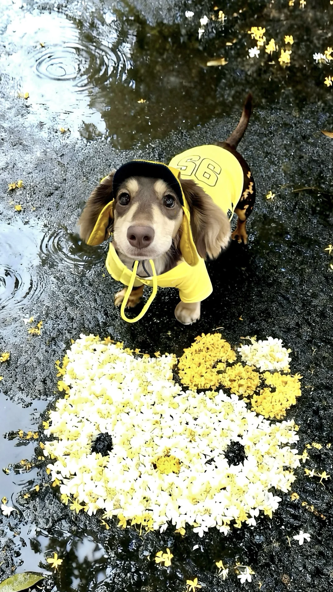 🐶：人 是你要的桂花小斗吗？