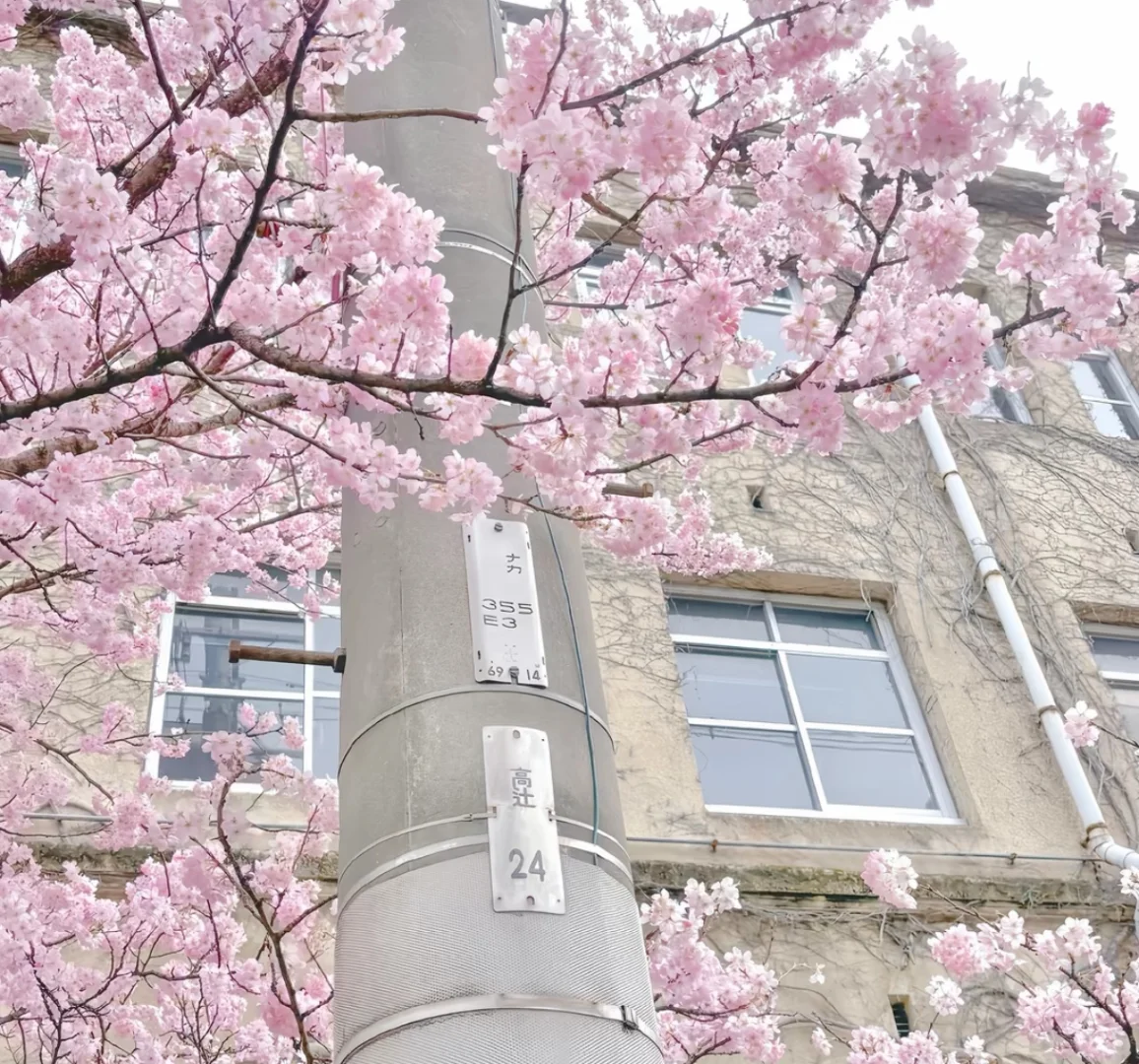 日系风の背景图