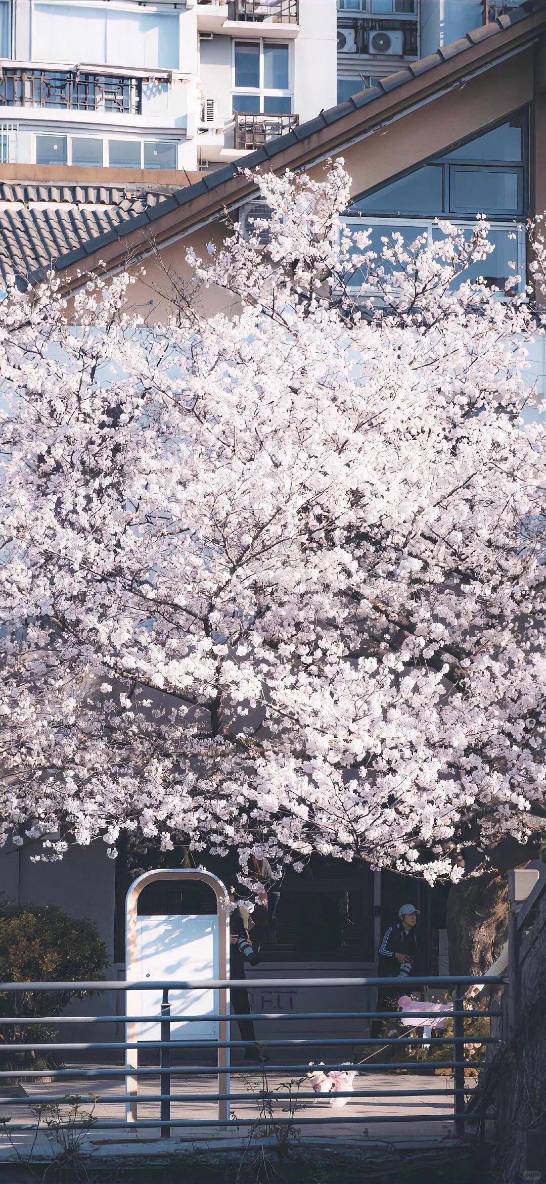 𝒇𝒍𝒐𝒘𝒆𝒓｜风景全屏壁纸