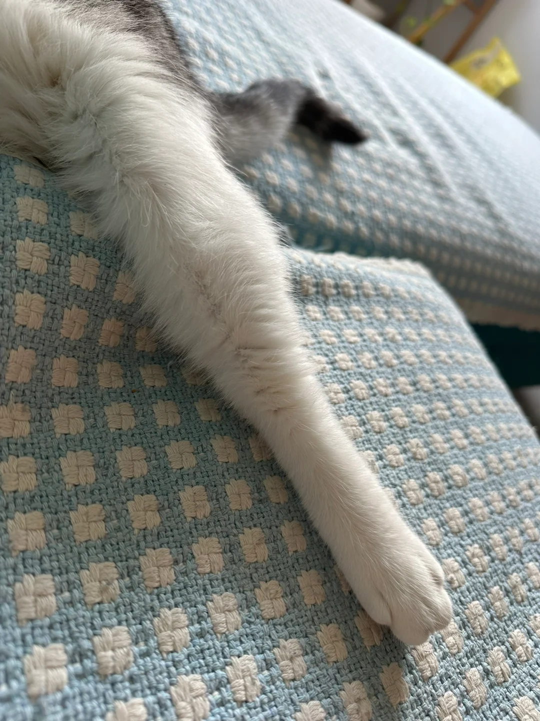 猫猫的长腿诱惑